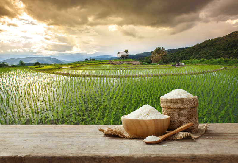 Raktasali Rice