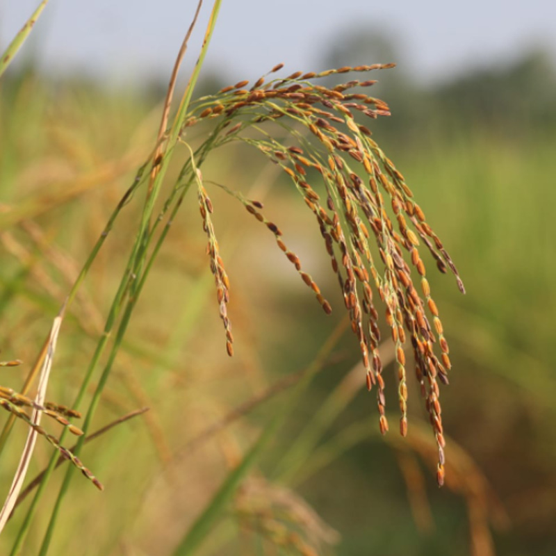 Raktasali Rice